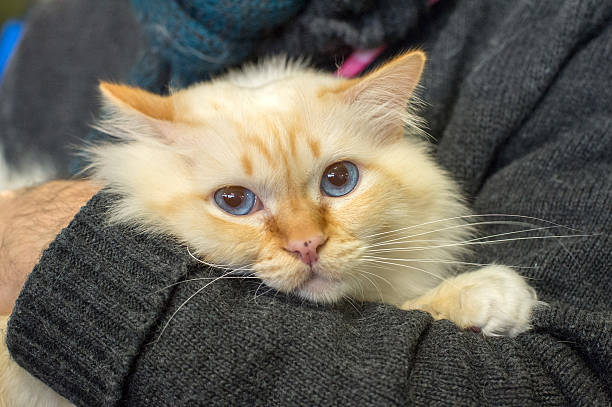 istock Birmania cat close up portrait 506314424