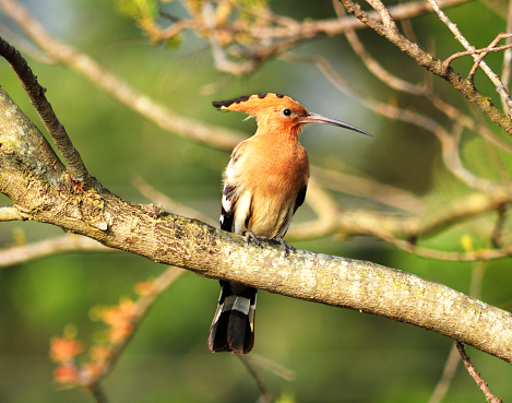Common Hoopoe - Indian Woodpecker