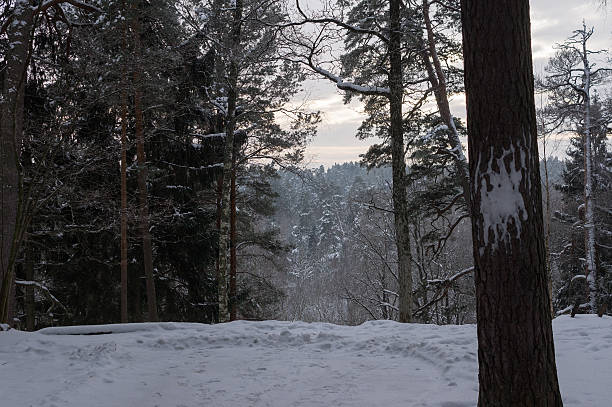 istock trees and shrubs snowbank 506315490