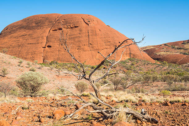 istock Dead tree in the northern territory, Australia. 506315836