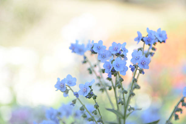 istock blurred blue flowers in pastel tone 506316392