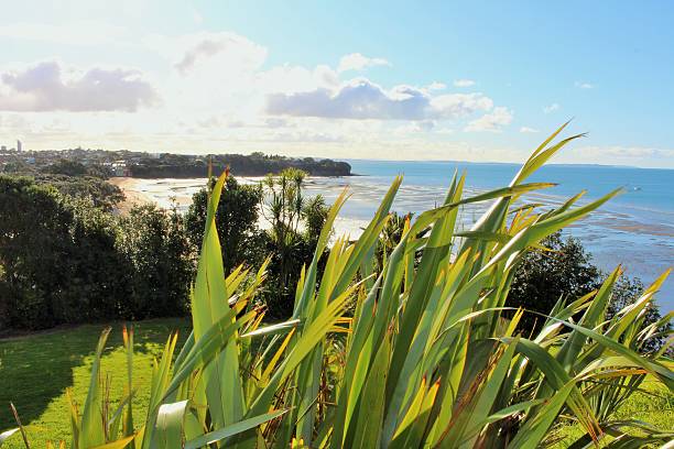 ノースョア海岸線、オークランド - new zealand flax ストックフォトと画像