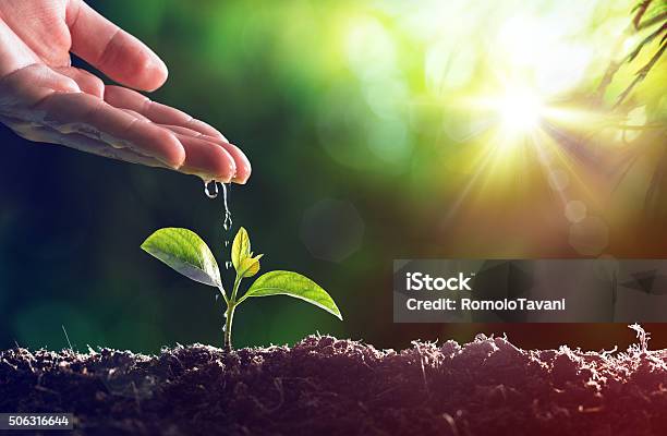 Care Of New Life Baby Plant Stock Photo - Download Image Now - Plant, Nature, Water