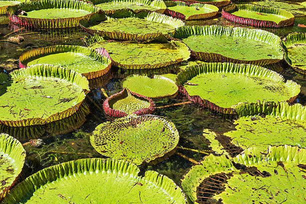 Giant water lilies at Sir Seewoosagur Ramgoolam Botanic Garden i stock photo