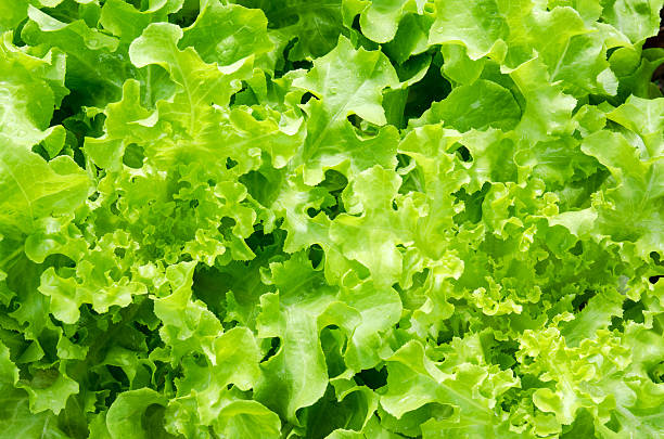 istock Greenoak Lettuce in organic farm 506319708