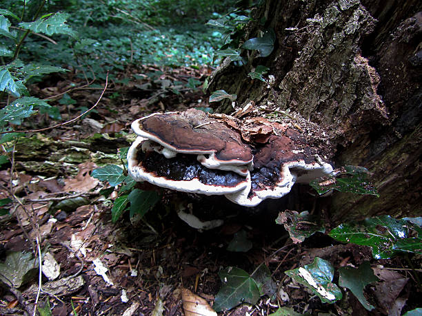 istock Tinder fungus on stump of dead tree 506319914
