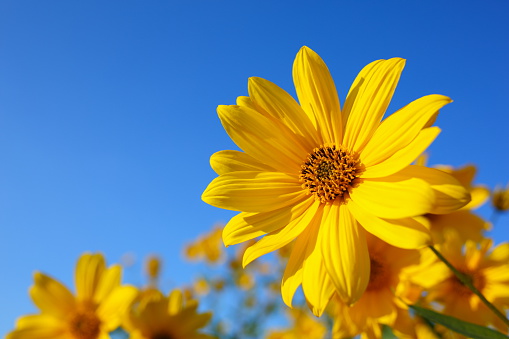 Yellow flowers against blue sky. Sunlight.