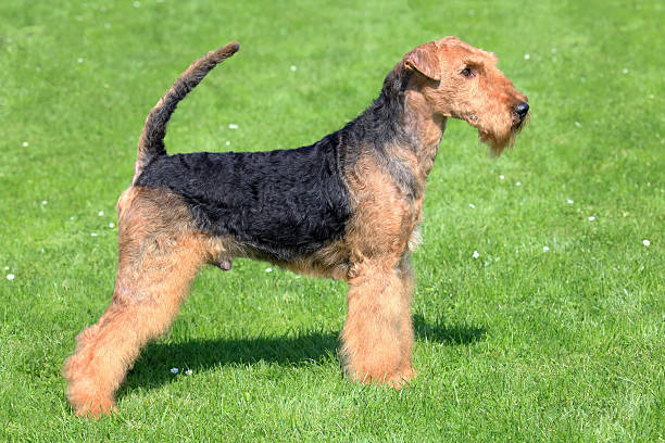 istock Airedale Terrier on a green grass lawn 506321238
