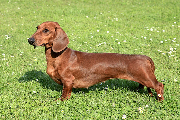 istock Dachshund Smoothie-haired Red  on a green grass lawn 506321372