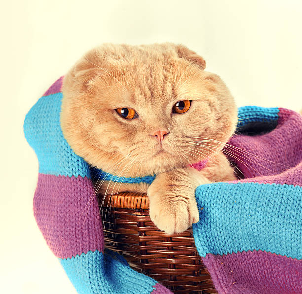 istock Cat wearing knitted scarf sitting in a basket 506321800