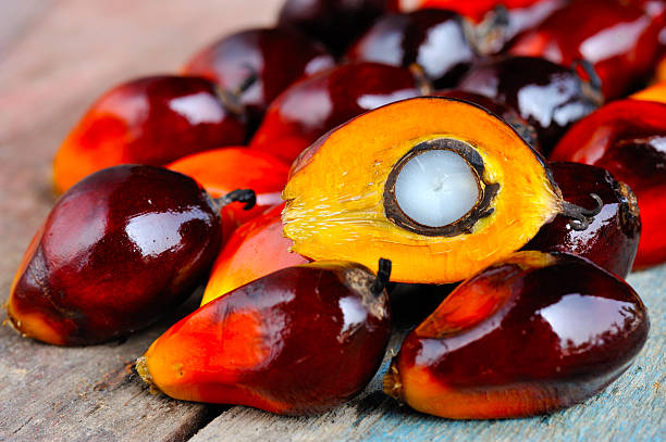 Close up of fresh oil palm fruits, selective focus. stock photo