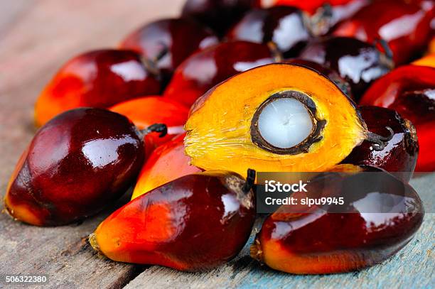 Close Up Of Fresh Oil Palm Fruits Selective Focus Stock Photo - Download Image Now
