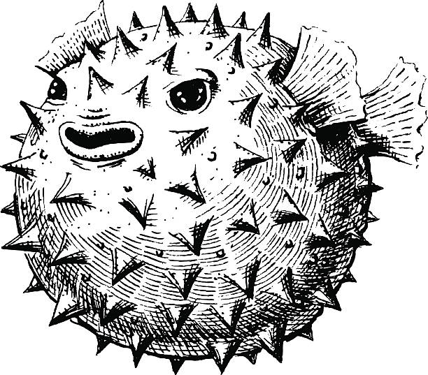 Blowfish Blowfish, vector illustration, sketch. EPS 10, AI, JPEG balloonfish stock illustrations