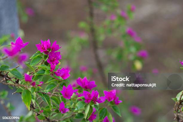 Bougainvillea Stock Photo - Download Image Now - Backgrounds, Beauty In Nature, Bougainvillea