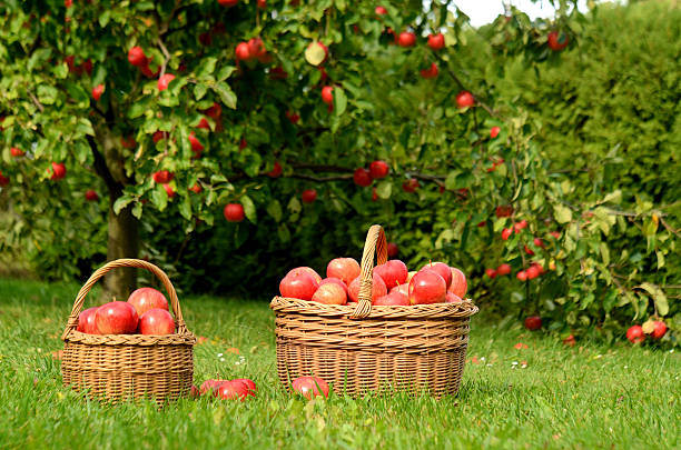 istock Two wicker baskets full of red apples 506324112