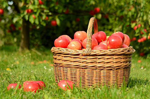 istock Wicker basket full of red apples 506324140