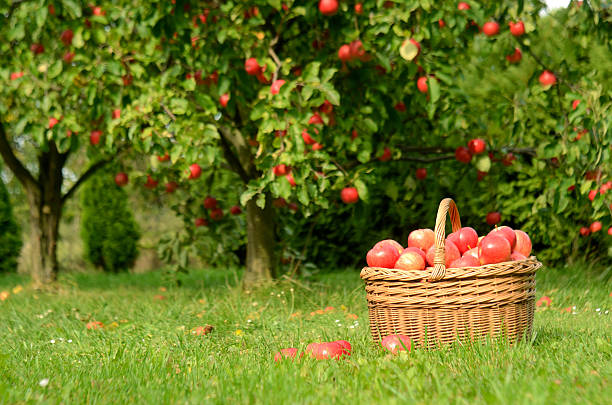 istock Wicker basket full of red apples 506324170
