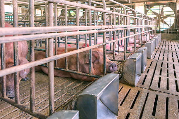 istock Pig Rest in farm 506324966