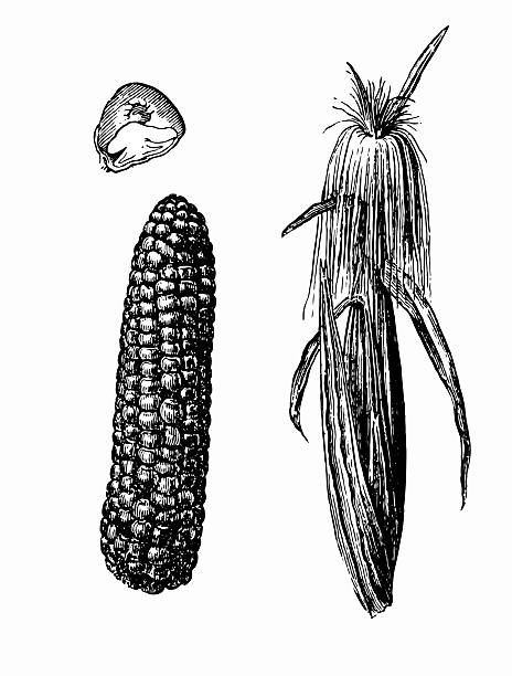 Corn Antique illustration of corn with leafs on white background isolated on whie stock illustrations