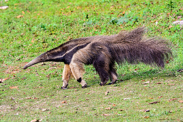 istock giant anteater on the move 506325224