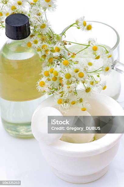 Chamomile Flower Virtues Stock Photo - Download Image Now - Chamomile, Chamomile Plant, Chamomile Tea