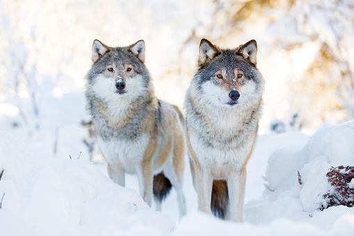 Wolf, Animals Hunting, Gray Wolf, Snow, Winter