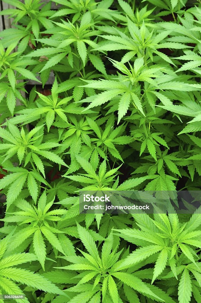Fondo de Cannabis - Foto de stock de Agricultura libre de derechos