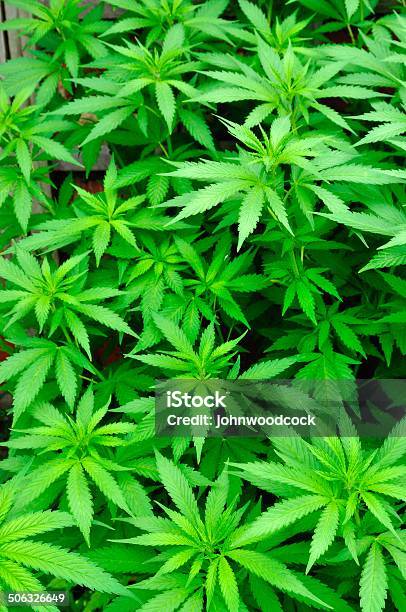 Fondo De Cannabis Foto de stock y más banco de imágenes de Agricultura - Agricultura, Aire libre, Asistencia sanitaria y medicina