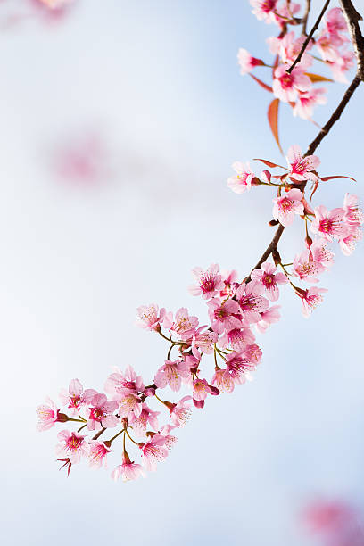 istock wild himalayan cherry flowers 506327952