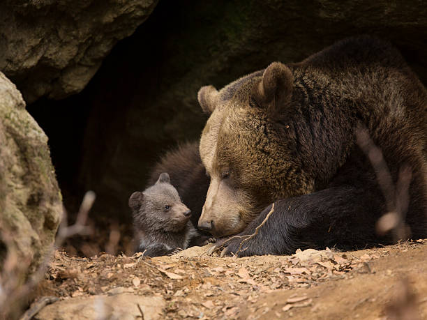 istock Brown bear family 506328559