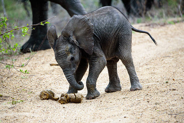 elephant calf playing football with dung stock photo