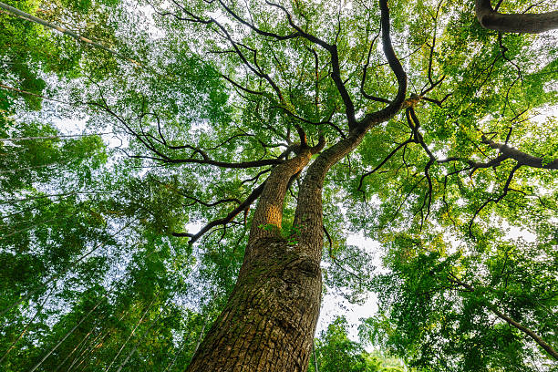 istock Green natural background of Camphor trees 506329640