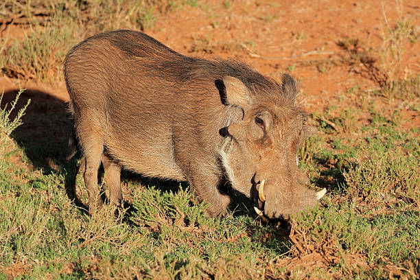 istock Warthog in natural habitat 506330002