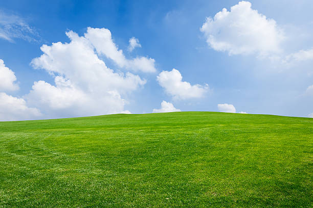 istock Field of green grass and blue sky 506330010