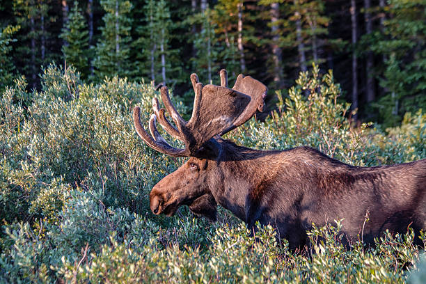 istock Large Bull Moose in Summer Velvet 506330063