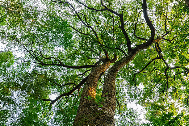 istock Green natural background of Camphor trees 506330166