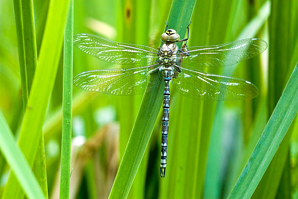 istock Blue-green mosaic maiden 506330579