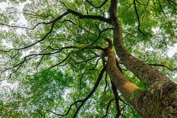 istock Green natural background of Camphor trees 506330716