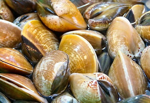 istock Close up of fresh clams 506331091