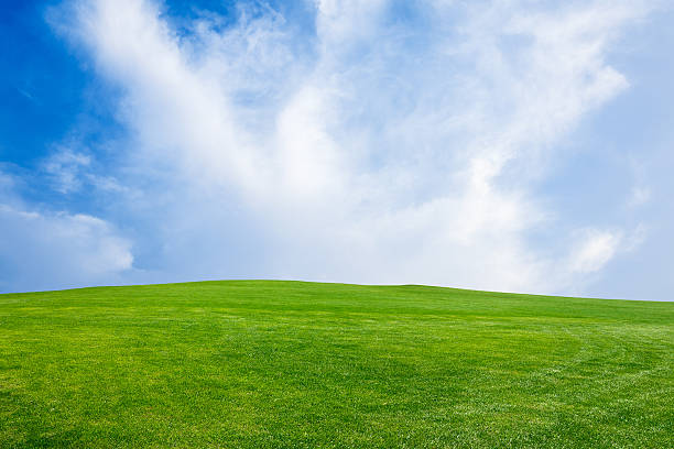 istock Field of green grass and blue sky 506331118