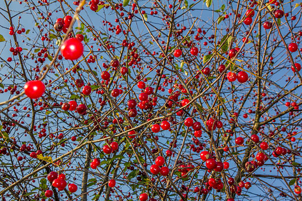 istock bunches of shiny red cherries on cherry tree 506331129