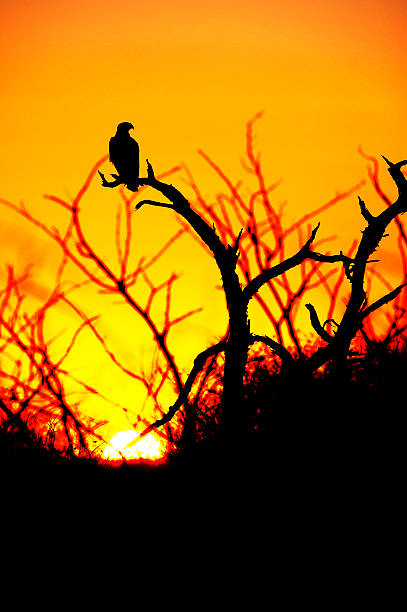 istock Tawny Eagle lookout, Etosha National Park, Namibia 506331536
