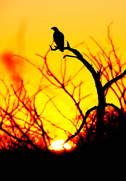 istock Sunset vigil, Tawny Eagle, Etosha National Park, Namibia 506331570