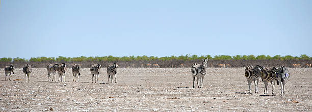 zebra 컬럼, 에토샤 국립공원, 나미비아 - straggling 뉴스 사진 이미지