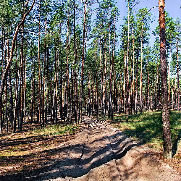 istock Country road in a pine forest 506331626