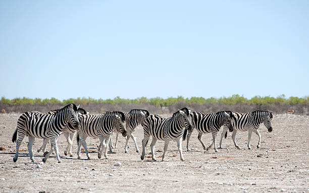 zebra companions de etosha parque nacional, namíbia - straggling imagens e fotografias de stock