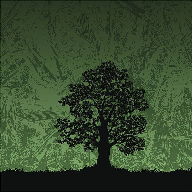 illustrazioni stock, clip art, cartoni animati e icone di tendenza di albero di quercia su sfondo astratto linea - glade branch vector landscape