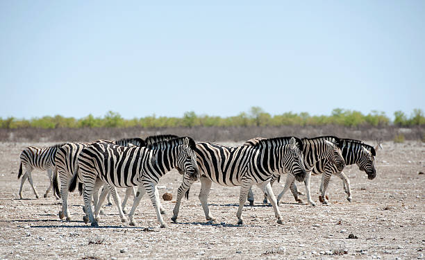зебра группы, национ�альный парк этоша в намибии, африка - straggling стоковые фото и изображения