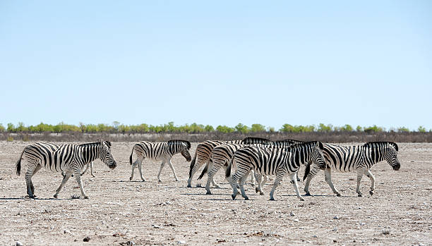 segurança de números de zebra, etosha parque nacional, namíbia - straggling imagens e fotografias de stock