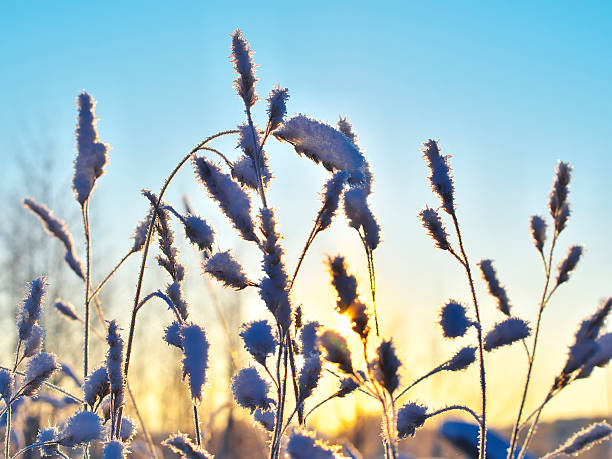 istock Frozen grass at winter sunrise as a natural background 506338236